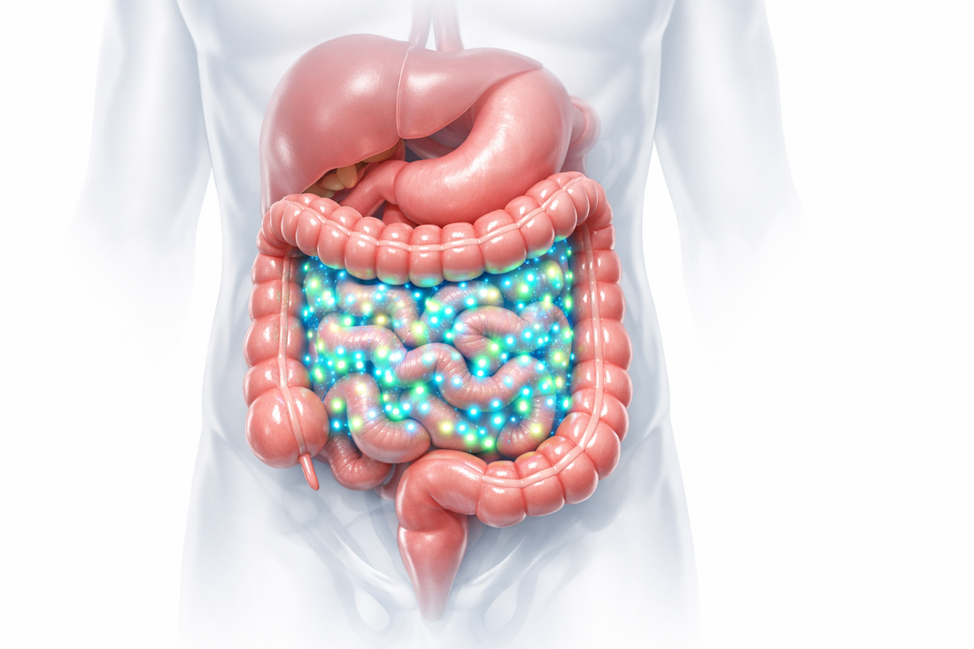 5 Best Probiotics for Gut Health in India (2026)